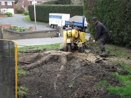 Tree stump grinding - before stump removal