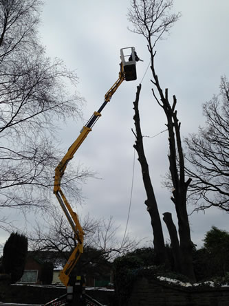 Tree removal and felling